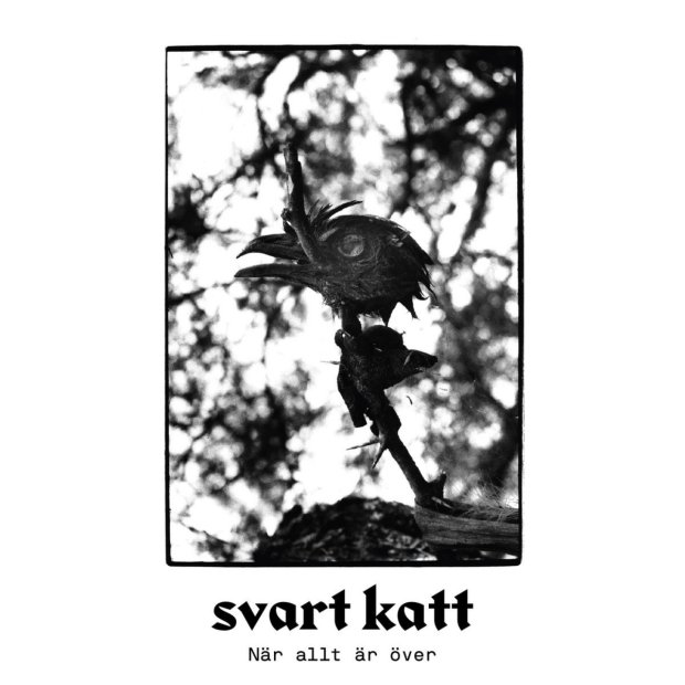 svartkatt